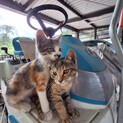 ２匹の姉妹を一緒に飼える方へ　②右側