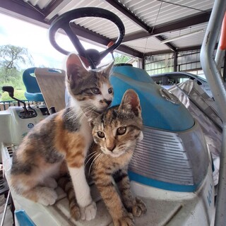 ２匹の姉妹を一緒に飼える方へ　②右側