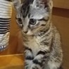 人なれ抜群元気な黒猫とキジ猫の姉妹 2ヶ月 サムネイル2