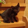 人なれ抜群元気な黒猫とキジ猫の姉妹 2ヶ月 サムネイル3
