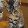 人なれ抜群元気な黒猫とキジ猫の姉妹 2ヶ月 サムネイル5