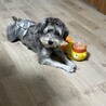 あふろけん
