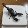 さそり。