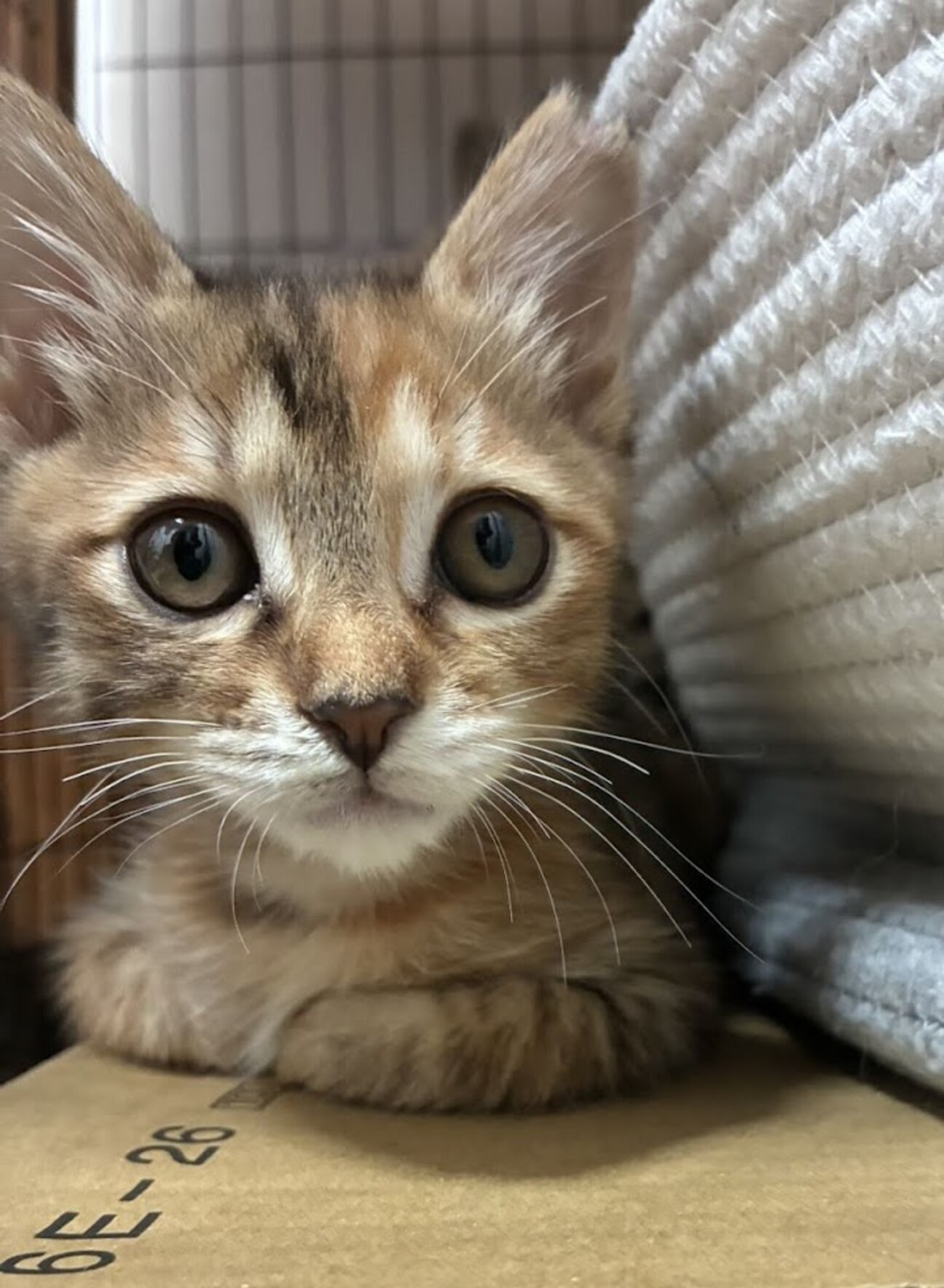 ムギワラさび子猫のまーちゃん」東京都 - 猫の里親募集(544715
