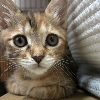 ムギワラさび子猫のまーちゃん