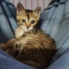 ムギワラさび子猫のまーちゃん サムネイル2
