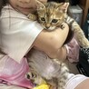 ムギワラさび子猫のまーちゃん サムネイル5