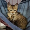 ムギワラさび子猫のまーちゃん サムネイル6