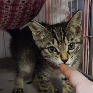 ♡キジトラおちびな、ちーくん