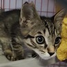♡キジトラおちびな、ちーくん サムネイル2