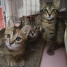 ♡キジトラおちびな、ちーくん サムネイル5