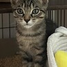 ♡キジトラおちびな、ちーくん サムネイル6