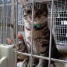 猫オス サムネイル2