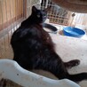 猫メス サムネイル2