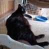 猫メス サムネイル3