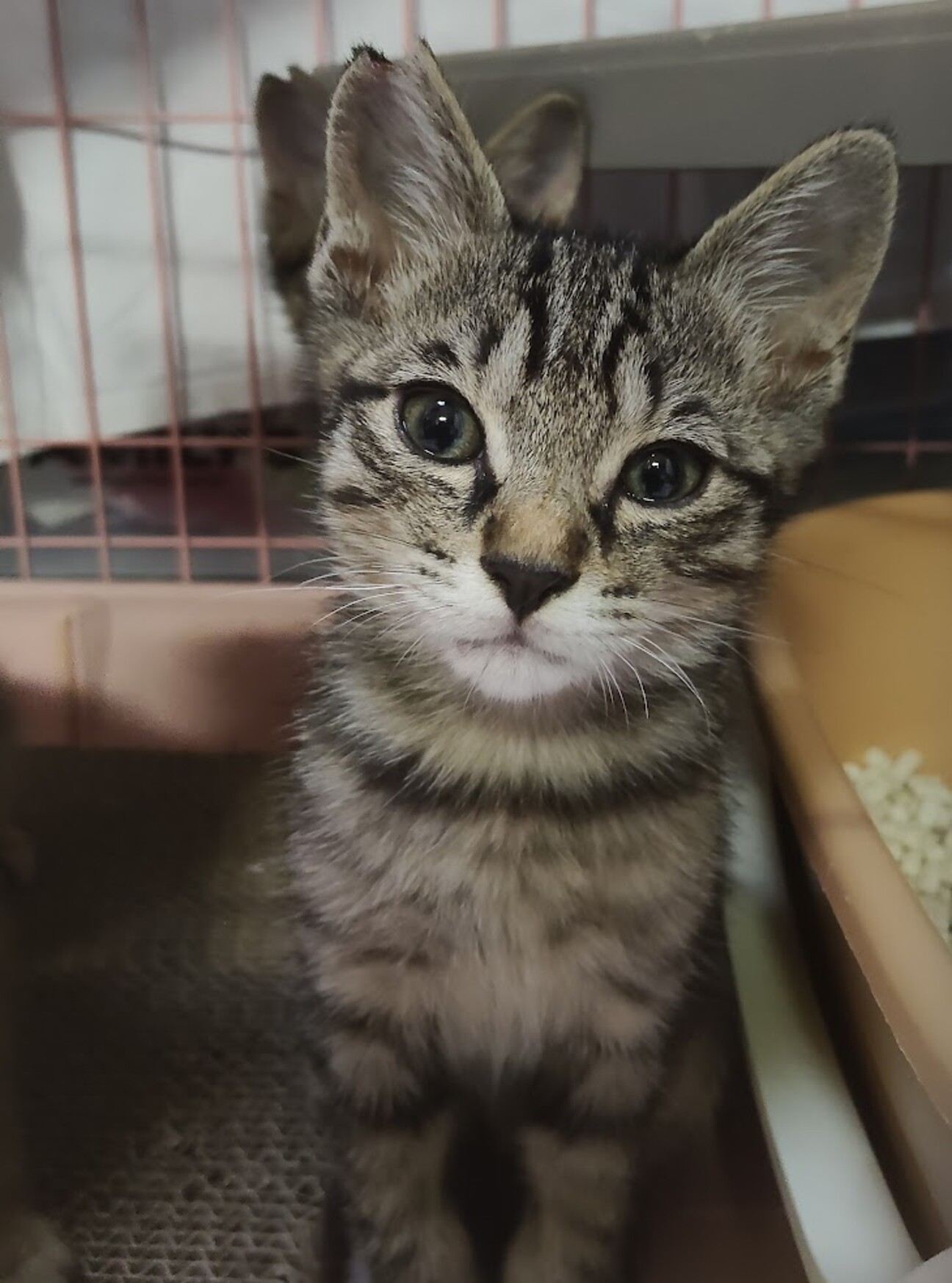 ♡キジトラ長男尻尾ながな」東京都 - 猫の里親募集(544719