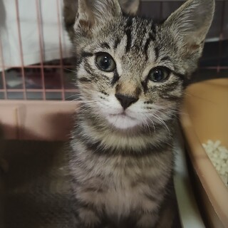♡キジトラ長男尻尾ながながのなーくん
