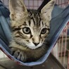 ♡キジトラ長男尻尾ながながのなーくん サムネイル2