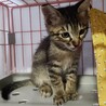 ♡キジトラ長男尻尾ながながのなーくん サムネイル3
