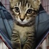 ♡キジトラ長男尻尾ながながのなーくん サムネイル4