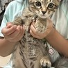 ♡キジトラ長男尻尾ながながのなーくん サムネイル5