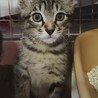 ♡キジトラ長男尻尾ながながのなーくん サムネイル6