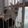 猫メス サムネイル2