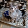 猫メス サムネイル3