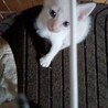 猫メス サムネイル2
