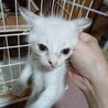 メス サムネイル3