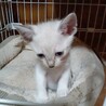メス サムネイル3