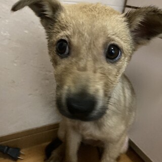 保健所からレスキュー！あどけないウリちゃん！