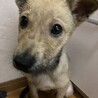 保健所からレスキュー！あどけないウリちゃん！ サムネイル2
