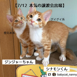 本気の譲渡会 サムネイル2