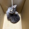 里親募集！生後2か月　雑種　メス サムネイル2
