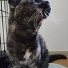 【余生を温かい家族と】優しいスコのおばあちゃん猫 サムネイル2