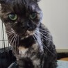 【余生を温かい家族と】優しいスコのおばあちゃん猫 サムネイル3