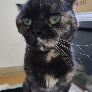 【余生を温かい家族と】優しいスコのおばあちゃん猫