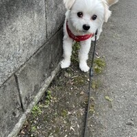 大知
