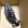 雑種　生後2ヶ月　元気いっぱい　メス サムネイル2