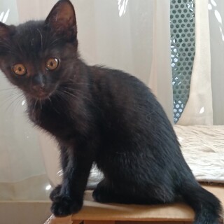 人なれ抜群元気な黒猫とキジ猫の姉妹 2ヶ月