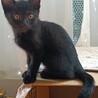 人なれ抜群元気な黒猫とキジ猫の姉妹 2ヶ月 サムネイル4