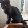 人なれ抜群元気な黒猫とキジ猫の姉妹 2ヶ月 サムネイル7