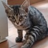 人なれ抜群元気な黒猫とキジ猫の姉妹 2ヶ月 サムネイル6