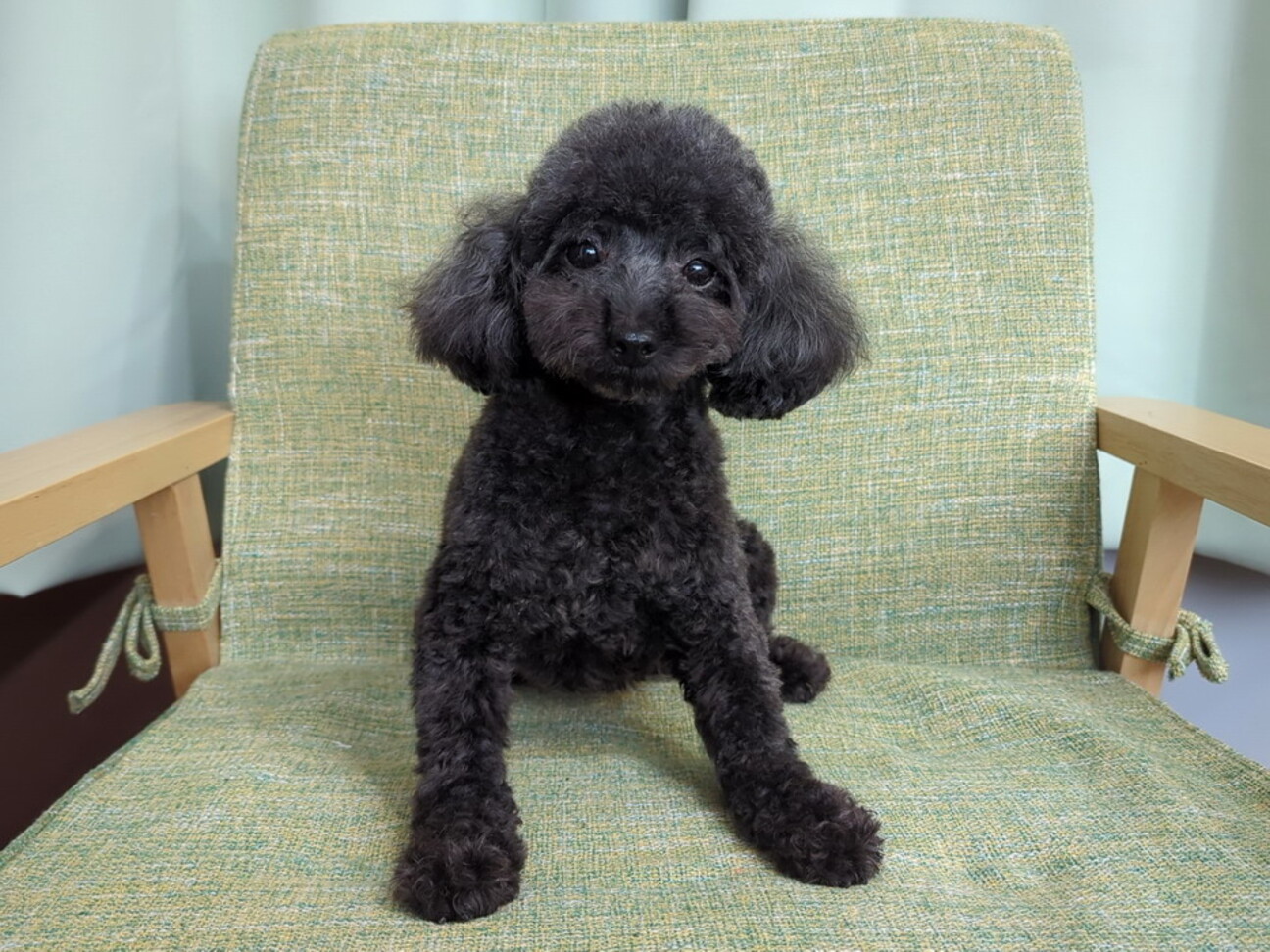 ☆受付中！☆トイプードル トイプードル｜6歳｜女の」滋賀県 - 犬の里親募集(544382