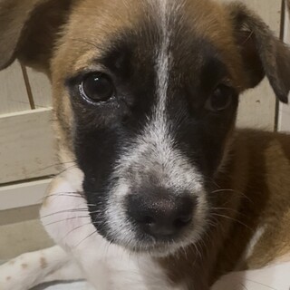 バティーのずっとのおうちを探しています