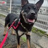 まろ眉が特徴の【ぴーすけ】くん☆彡 サムネイル3