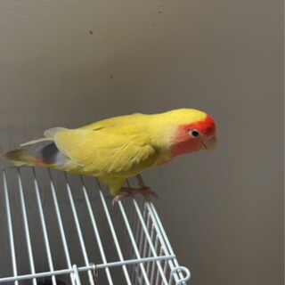 コザクラインコ お迎え先決まりました