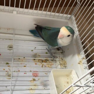 コザクラインコ お迎え先決まりました