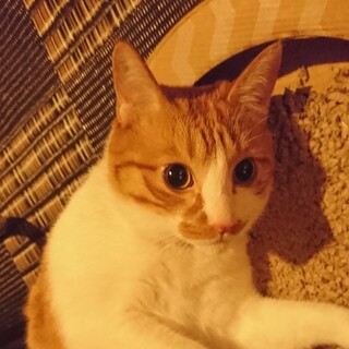 茶白8歳